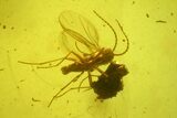 Four Detailed Fossil Flies (Diptera) In Baltic Amber #159771-1